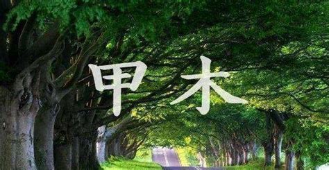 八字 甲木